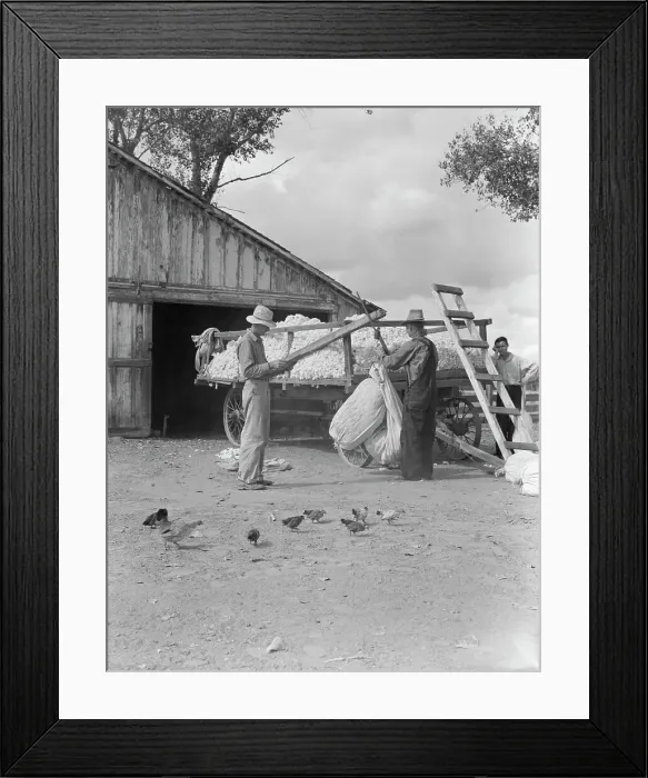 Framed Print : Small cotton farm, Kern County, California, 1938. Creator: Dorothea Lange Framed Print : Small cotton farm, Kern County, California, 1938. Creator: Dorothea Lange
