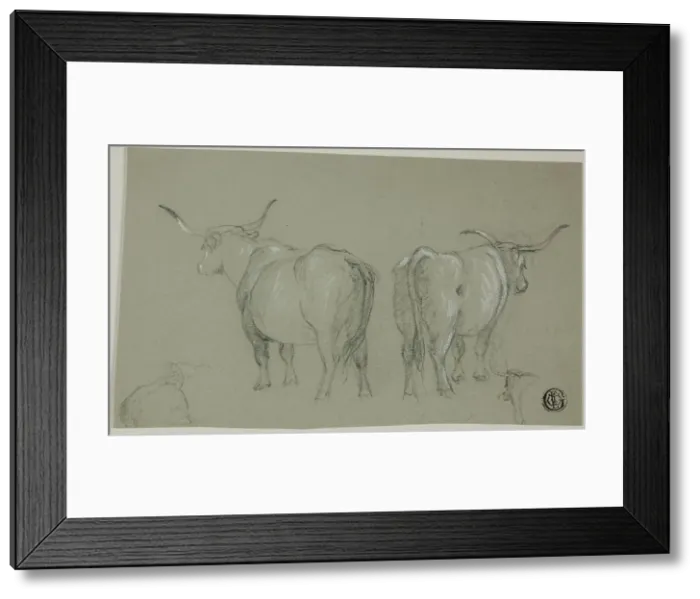 Framed Print : Sketches of White Cattle from the Maremma, n.d. Creator: Unknown Framed Print : Sketches of White Cattle from the Maremma, n.d. Creator: Unknown