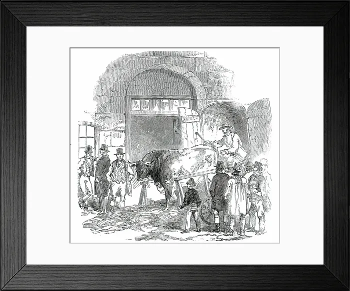 Framed Print : The Annual Exhibition of the Smithfield Club - Bringing in Hereford Ox, 1850. Creator: Unknown Framed Print : The Annual Exhibition of the Smithfield Club - Bringing in Hereford Ox, 1850. Creator: Unknown