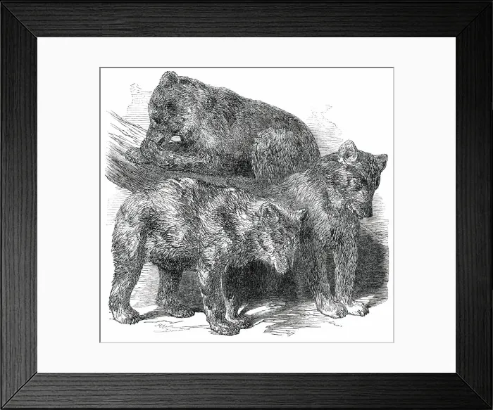 Framed Print : Grisly Bears, in the Gardens of the Zoological Society, Regent's Park, 1850. Creator: Unknown Framed Print : Grisly Bears, in the Gardens of the Zoological Society, Regent's Park, 1850. Creator: Unknown