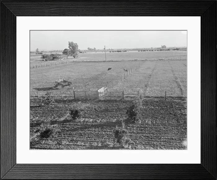Framed Print : Rural rehabilitation, Tulare County, California, 1938. Creator: Dorothea Lange Framed Print : Rural rehabilitation, Tulare County, California, 1938. Creator: Dorothea Lange