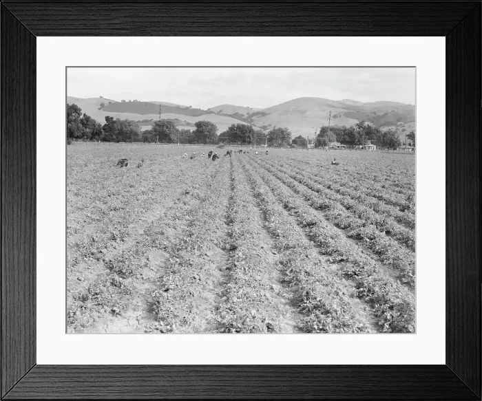Framed Print : Near Tracy, California - Gang of Filipinos in pea field, 1938. Creator: Dorothea Lange Framed Print : Near Tracy, California - Gang of Filipinos in pea field, 1938. Creator: Dorothea Lange