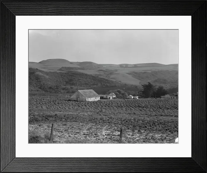 Framed Print : Artichoke ranch, near Half Moon Bay, California, November 14, 1938. Creator: Dorothea Lange Framed Print : Artichoke ranch, near Half Moon Bay, California, November 14, 1938. Creator: Dorothea Lange