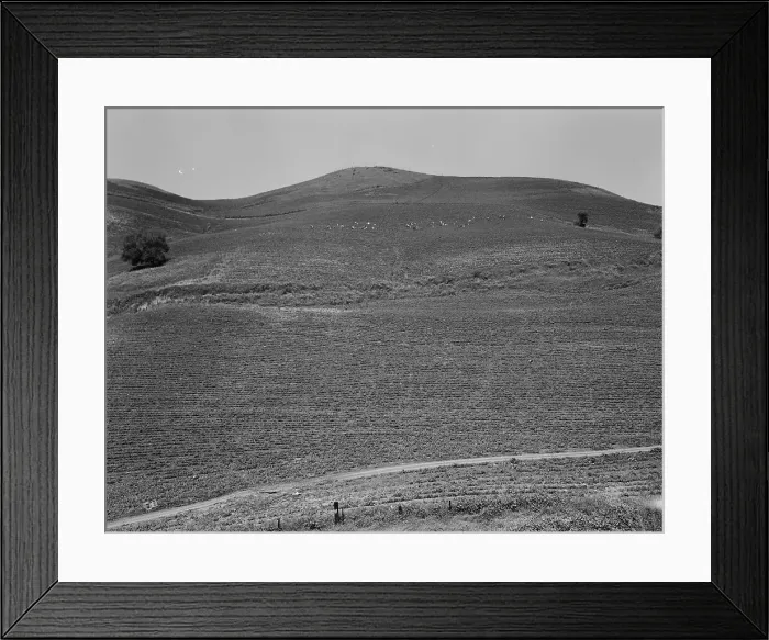 Framed Print : The pea fields of the California coast, 1937. Creator: Dorothea Lange Framed Print : The pea fields of the California coast, 1937. Creator: Dorothea Lange