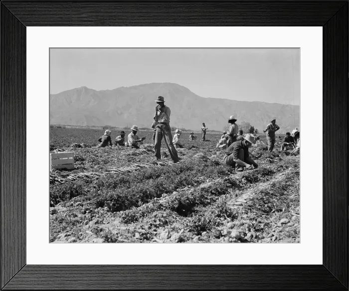 Framed Print : Carrot pullers from Texas, Oklahoma, Arkansas, Missouri and Mexico in Coachella Valley, CA, 1937. Creator: Dorothea Lange Framed Print : Carrot pullers from Texas, Oklahoma, Arkansas, Missouri and Mexico in Coachella Valley, CA, 1937. Creator: Dorothea Lange