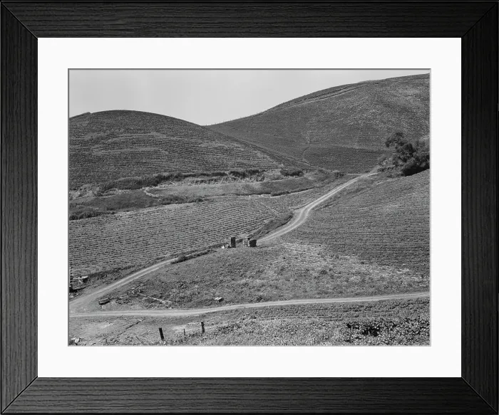 Framed Print : The pea fields of the California coast, 1937. Creator: Dorothea Lange Framed Print : The pea fields of the California coast, 1937. Creator: Dorothea Lange