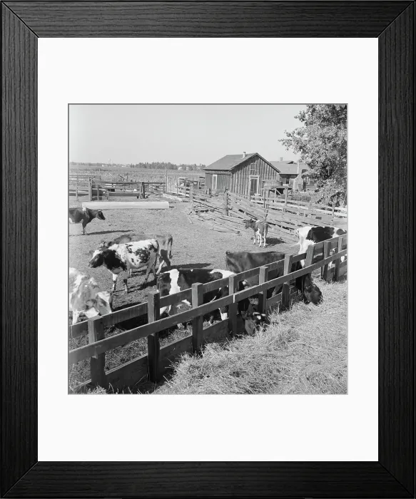 Framed Print : FSA tenant purchase client's herd, near Manteca, California, November 1938. Creator: Dorothea Lange Framed Print : FSA tenant purchase client's herd, near Manteca, California, November 1938. Creator: Dorothea Lange