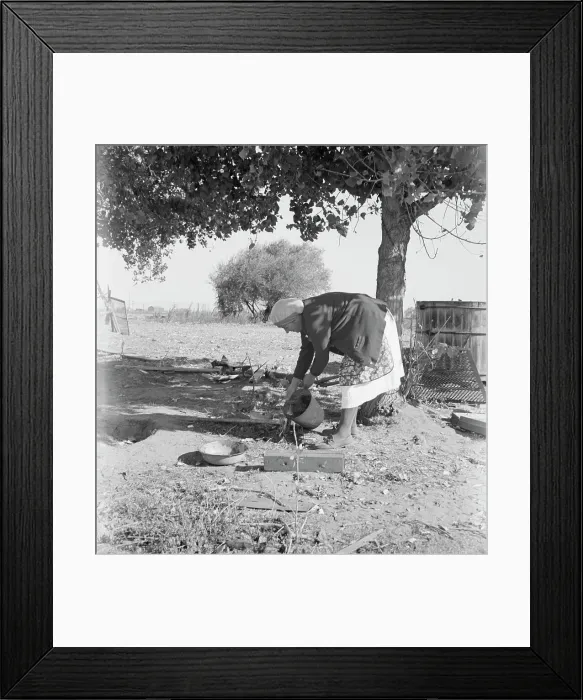 Framed Print : FSA tenant purchase client's herd, near Manteca, California, November 1938. Creator: Dorothea Lange Framed Print : FSA tenant purchase client's herd, near Manteca, California, November 1938. Creator: Dorothea Lange