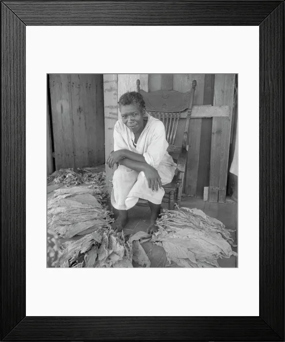 Framed Print : Near Douglas, Georgia. Sharecroppers grade the cured leaves, 1938. Creator: Dorothea Lange Framed Print : Near Douglas, Georgia. Sharecroppers grade the cured leaves, 1938. Creator: Dorothea Lange