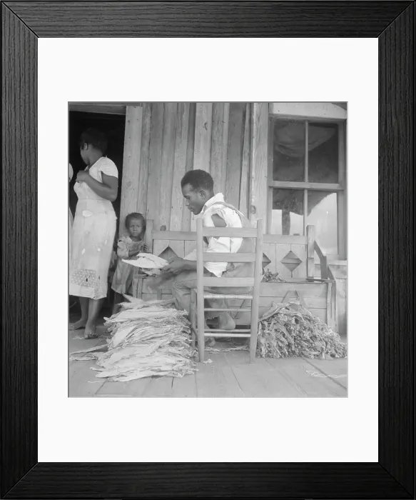 Framed Print : Sharecroppers grade the cured leaves on the porches...tobacco auction, near Douglas, Georgia, 1938. Creator: Dorothea Lange Framed Print : Sharecroppers grade the cured leaves on the porches...tobacco auction, near Douglas, Georgia, 1938. Creator: Dorothea Lange