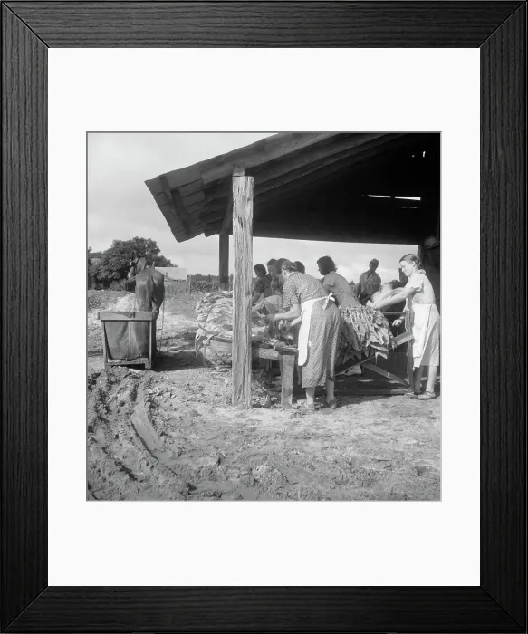 Framed Print : Sorting and stringing the golden leaf at the tobacco barn, near Hartsville, South Carolina, 1938. Creator: Dorothea Lange. Sorting and stringing the golden leaf at the tobacco barn, near Hartsville, South Carolina, 1938 Framed Print : Sorting and stringing the golden leaf at the tobacco barn, near Hartsville, South Carolina, 1938. Creator: Dorothea Lange. Sorting and stringing the golden leaf at the tobacco barn, near Hartsville, South Carolina, 1938