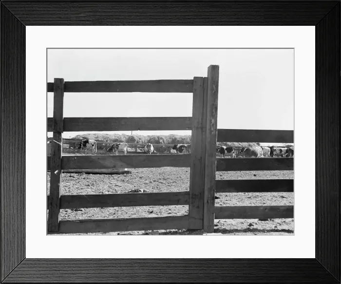 Framed Print : Farm Security Administration (FSA) tenant purchase client's herd, near Manteca, California, 1938. Creator: Dorothea Lange Framed Print : Farm Security Administration (FSA) tenant purchase client's herd, near Manteca, California, 1938. Creator: Dorothea Lange