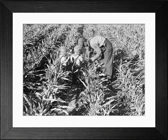 Framed Print : Formerly rehabilitation client harvesting milo maize, Near Manteca, California, 1938. Creator: Dorothea Lange Framed Print : Formerly rehabilitation client harvesting milo maize, Near Manteca, California, 1938. Creator: Dorothea Lange
