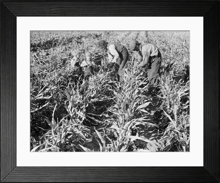 Framed Print : Formerly rehabilitation client harvesting milo maize, near Manteca, California, 1938. Creator: Dorothea Lange Framed Print : Formerly rehabilitation client harvesting milo maize, near Manteca, California, 1938. Creator: Dorothea Lange