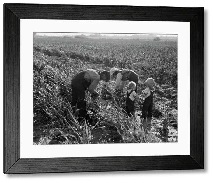 Framed Print : Formerly rehabilitation clients now operating own farm, near Manteca, California, 1938. Creator: Dorothea Lange Framed Print : Formerly rehabilitation clients now operating own farm, near Manteca, California, 1938. Creator: Dorothea Lange
