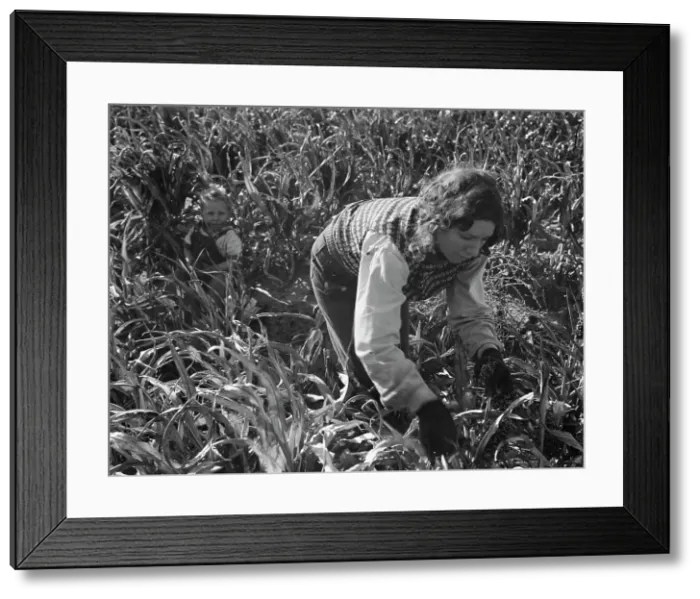 Framed Print : Formerly rehabilitation clients now operating own farm, near Manteca, California, 1938. Creator: Dorothea Lange Framed Print : Formerly rehabilitation clients now operating own farm, near Manteca, California, 1938. Creator: Dorothea Lange