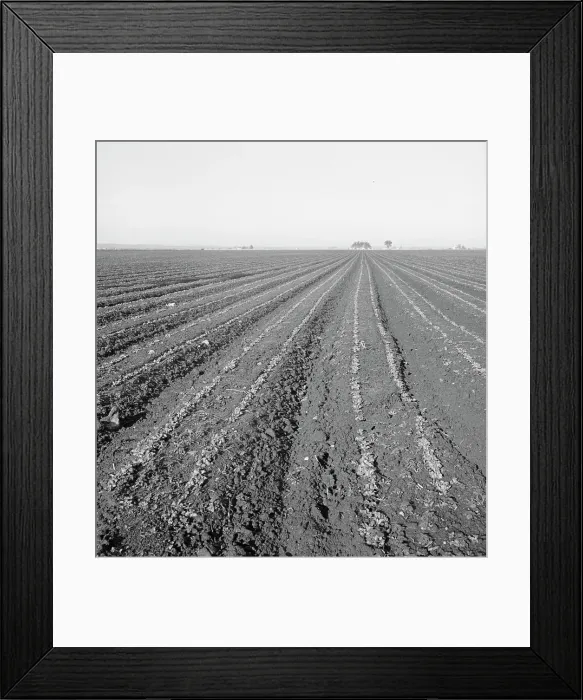 Framed Print : Large scale, commercial agriculture, Salinas Valley, California, 1939. Creator: Dorothea Lange