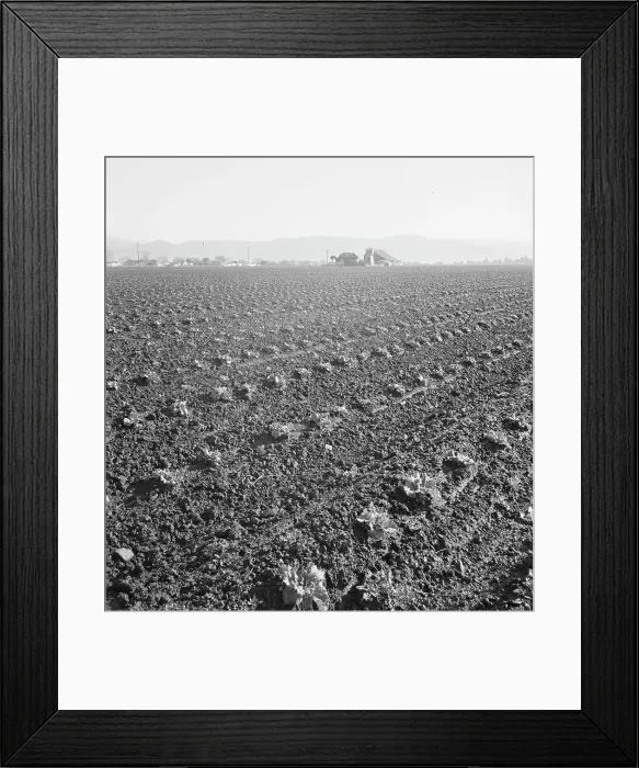 Framed Print : Large scale, commercial agriculture, Salinas Valley, California, 1939. Creator: Dorothea Lange Framed Print : Large scale, commercial agriculture, Salinas Valley, California, 1939. Creator: Dorothea Lange