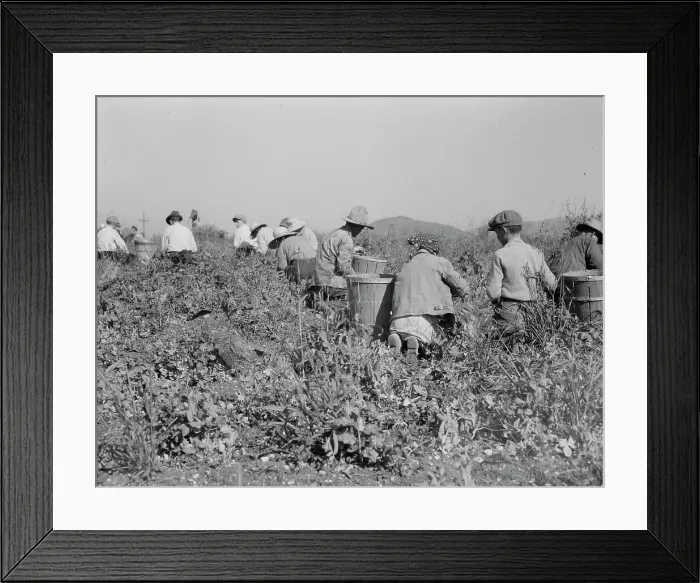 Framed Print : Picking peas near Nipomo, California, 1937. Creator: Dorothea Lange Framed Print : Picking peas near Nipomo, California, 1937. Creator: Dorothea Lange