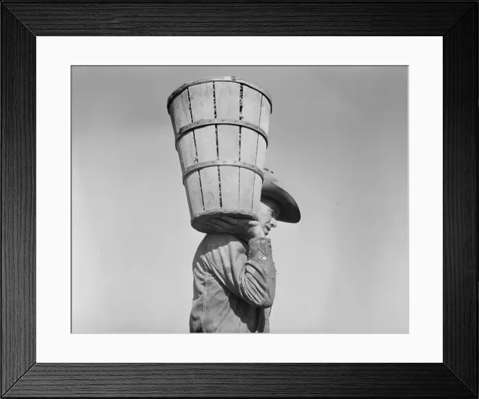 Framed Print : Pea picker carrying a hamper of peas to the weighmaster, Nipomo, California, 1937. Creator: Dorothea Lange Framed Print : Pea picker carrying a hamper of peas to the weighmaster, Nipomo, California, 1937. Creator: Dorothea Lange