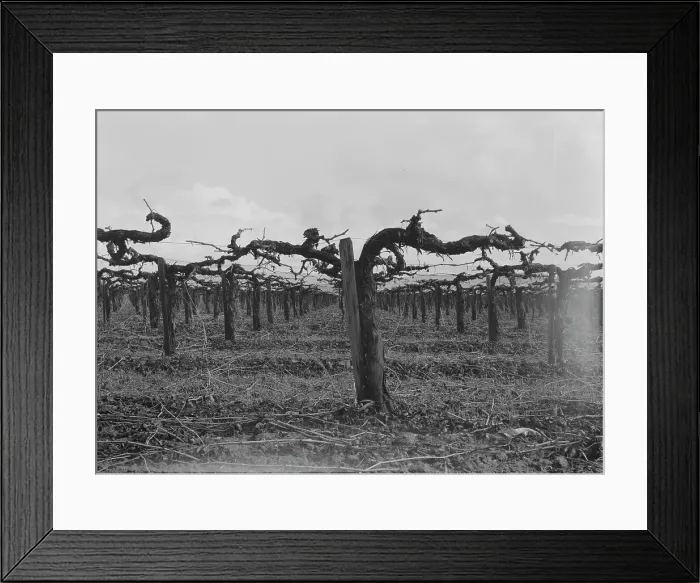 Framed Print : Vineyard during pruning, Tulare County, California, 1939. Creator: Dorothea Lange Framed Print : Vineyard during pruning, Tulare County, California, 1939. Creator: Dorothea Lange