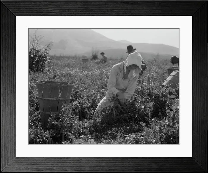 Framed Print : Migratory workers harvesting peas near Nipomo, California, 1937. Creator: Dorothea Lange Framed Print : Migratory workers harvesting peas near Nipomo, California, 1937. Creator: Dorothea Lange