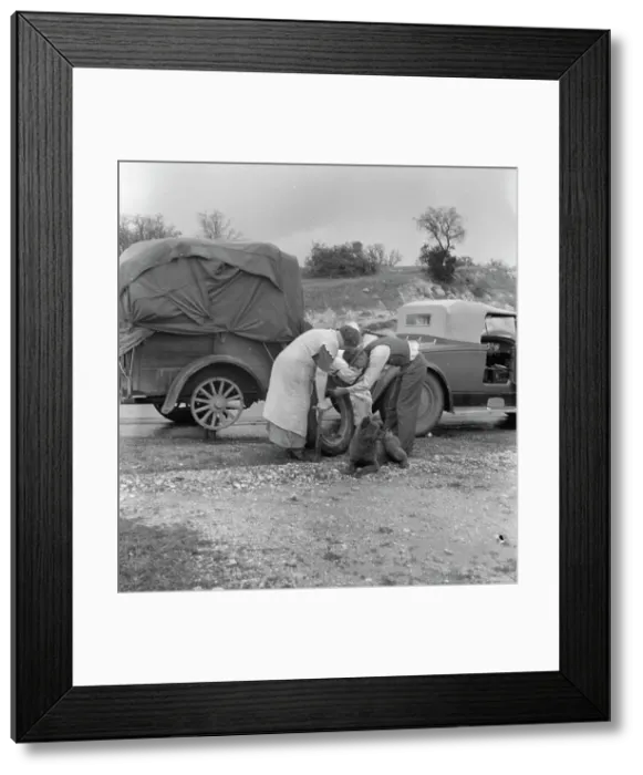 Framed Print : Migrant pea pickers on the road, California, 1936. Creator: Dorothea Lange Framed Print : Migrant pea pickers on the road, California, 1936. Creator: Dorothea Lange