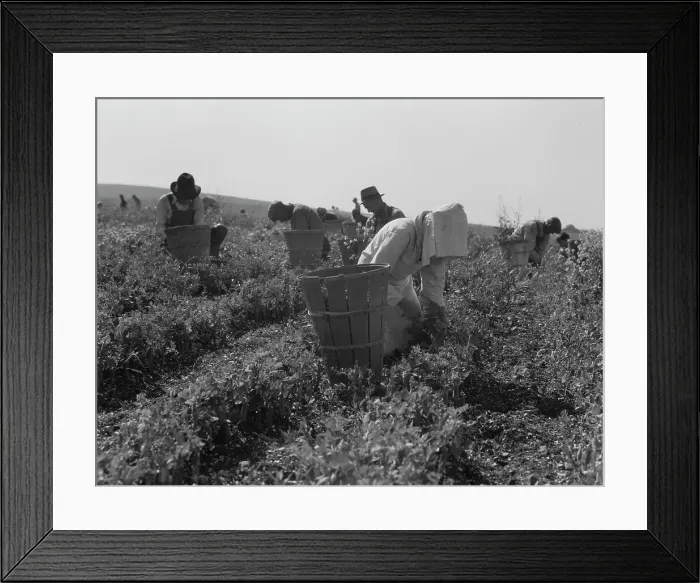 Framed Print : Migratory workers harvesting peas near Nipomo, California, 1937. Creator: Dorothea Lange Framed Print : Migratory workers harvesting peas near Nipomo, California, 1937. Creator: Dorothea Lange