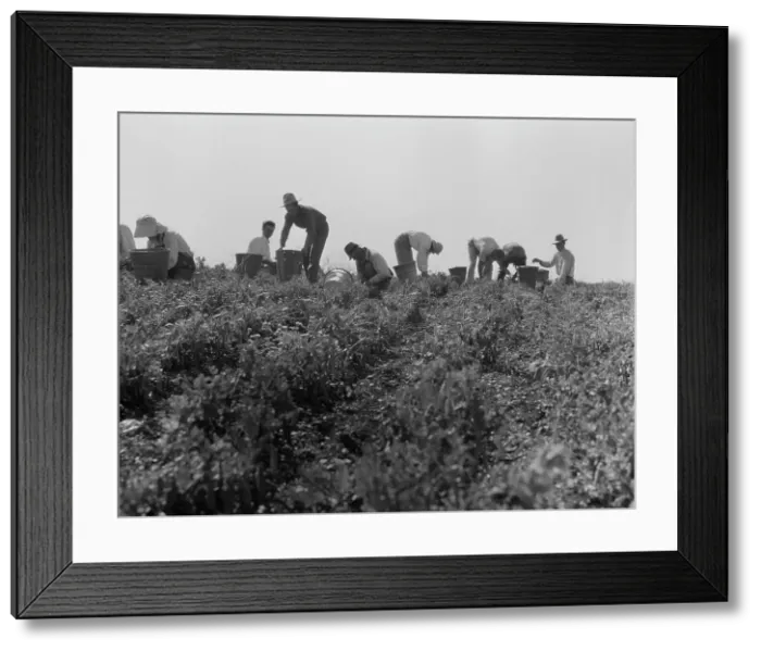 Framed Print : Harvesting peas requires large crews of migratory labor, Nipomo, California, 1937. Creator: Dorothea Lange Framed Print : Harvesting peas requires large crews of migratory labor, Nipomo, California, 1937. Creator: Dorothea Lange