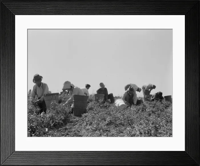 Framed Print : Harvesting peas requires...migratory labor, Nipomo, CA, 1937. Creator: Dorothea Lange Framed Print : Harvesting peas requires...migratory labor, Nipomo, CA, 1937. Creator: Dorothea Lange
