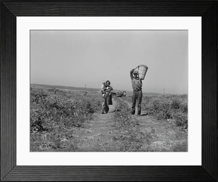 Framed Print : Drought refugees from Oklahoma at work in the pea fields near Nipomo, California, 1937. Creator: Dorothea Lange Framed Print : Drought refugees from Oklahoma at work in the pea fields near Nipomo, California, 1937. Creator: Dorothea Lange