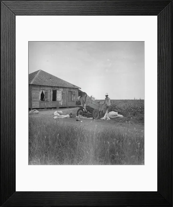 Framed Print : Cotton pickers in south Texas, 1936. Creator: Dorothea Lange Framed Print : Cotton pickers in south Texas, 1936. Creator: Dorothea Lange
