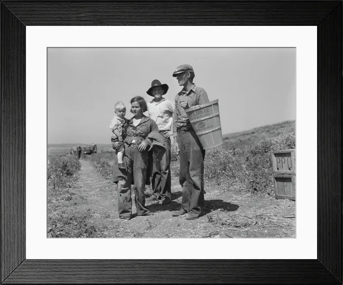 Framed Print : Drought refugees from Oklahoma at work in the pea fields near Nipomo, California, 1937. Creator: Dorothea Lange Framed Print : Drought refugees from Oklahoma at work in the pea fields near Nipomo, California, 1937. Creator: Dorothea Lange