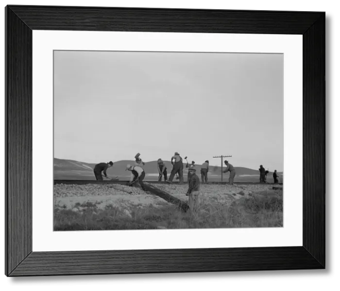 Framed Print : White section gang near King City, California, 1937. Creator: Dorothea Lange