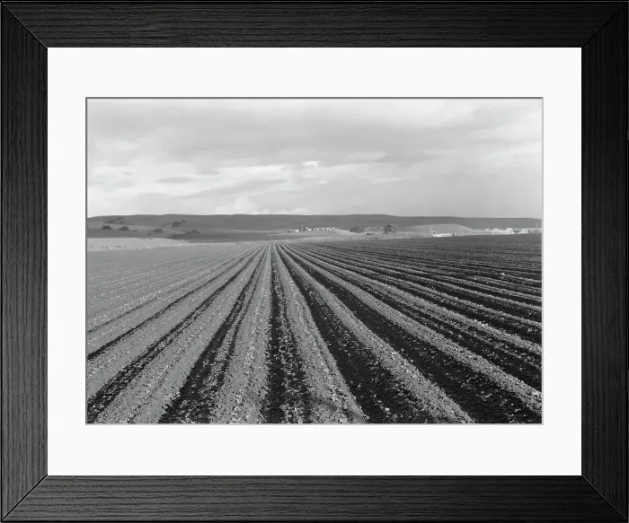 Framed Print : Large-scale pea fields, near San Juan Bautista, California, 1939. Creator: Dorothea Lange Framed Print : Large-scale pea fields, near San Juan Bautista, California, 1939. Creator: Dorothea Lange