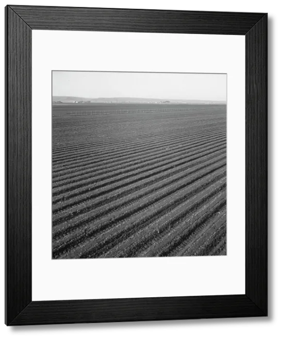 Framed Print : Large scale, commercial agriculture, Salinas Valley, California, 1939. Creator: Dorothea Lange Framed Print : Large scale, commercial agriculture, Salinas Valley, California, 1939. Creator: Dorothea Lange