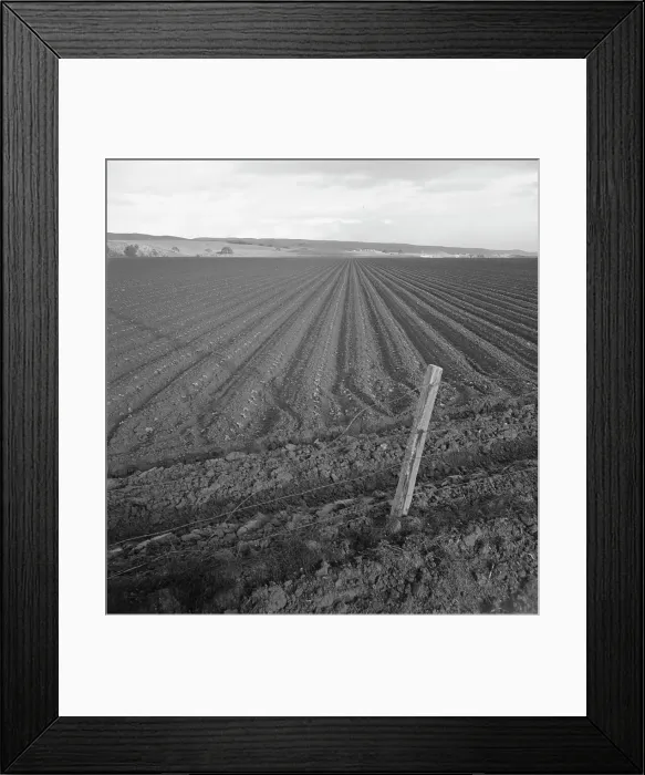 Framed Print : Large-scale pea fields, near San Juan Bautista, California, 1939. Creator: Dorothea Lange Framed Print : Large-scale pea fields, near San Juan Bautista, California, 1939. Creator: Dorothea Lange