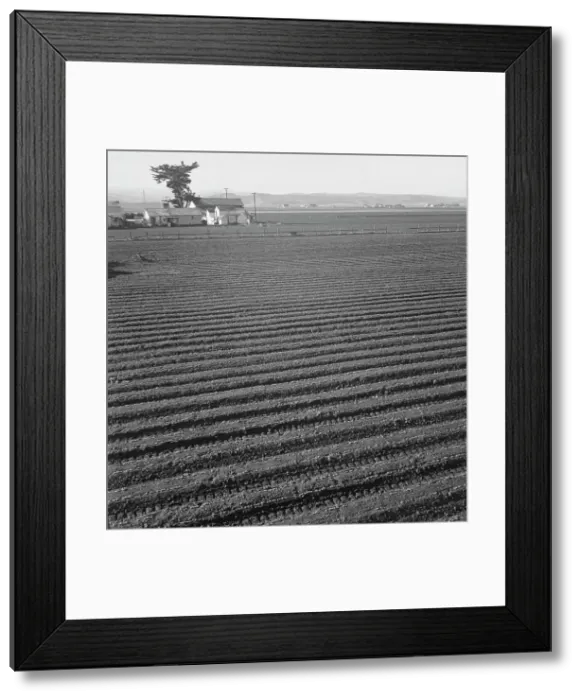 Framed Print : Large scale, commercial agriculture, Salinas Valley, California, 1939. Creator: Dorothea Lange Framed Print : Large scale, commercial agriculture, Salinas Valley, California, 1939. Creator: Dorothea Lange