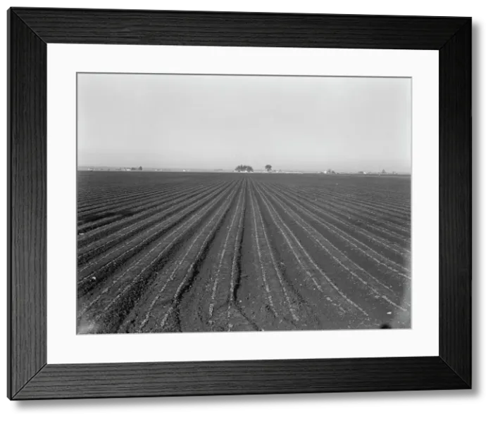 Framed Print : Large scale, commercial agriculture, Salinas Valley, California, 1939. Creator: Dorothea Lange