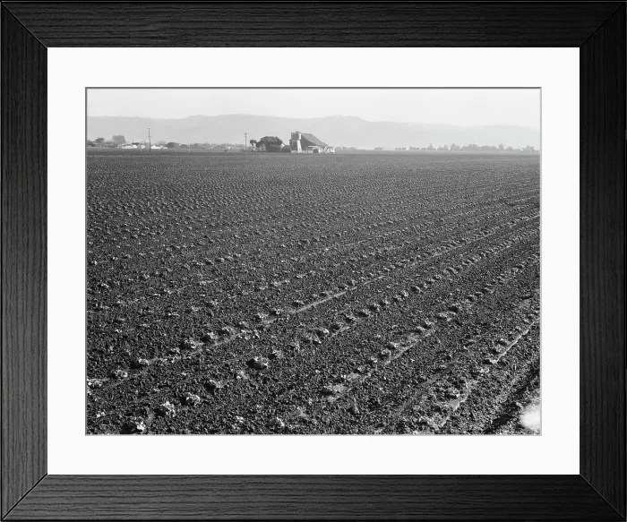 Framed Print : Large scale, commercial agriculture, Salinas Valley, California, 1939. Creator: Dorothea Lange Framed Print : Large scale, commercial agriculture, Salinas Valley, California, 1939. Creator: Dorothea Lange