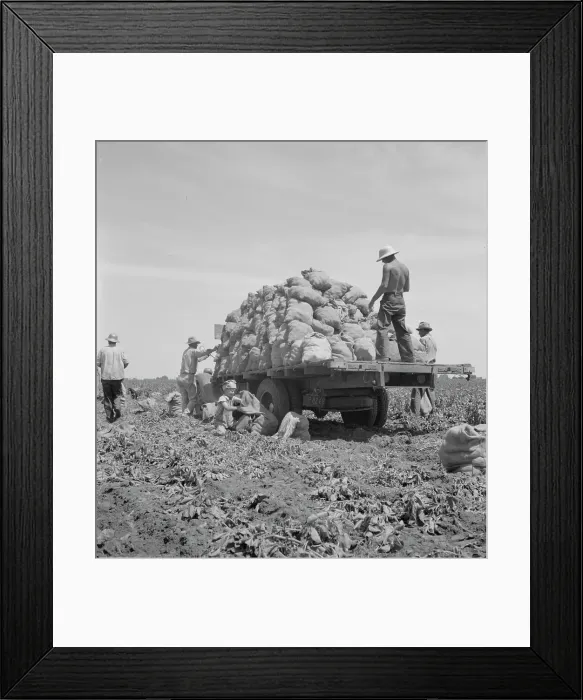 Framed Print : Truck being loaded as it goes down the rows, Shafter, California, 1937. Creator: Dorothea Lange Framed Print : Truck being loaded as it goes down the rows, Shafter, California, 1937. Creator: Dorothea Lange