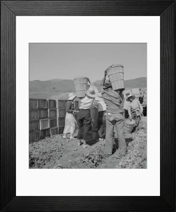 Framed Print : Picker carrying peas to the weighmaster, near Santa Clara, California, 1937. Creator: Dorothea Lange Framed Print : Picker carrying peas to the weighmaster, near Santa Clara, California, 1937. Creator: Dorothea Lange