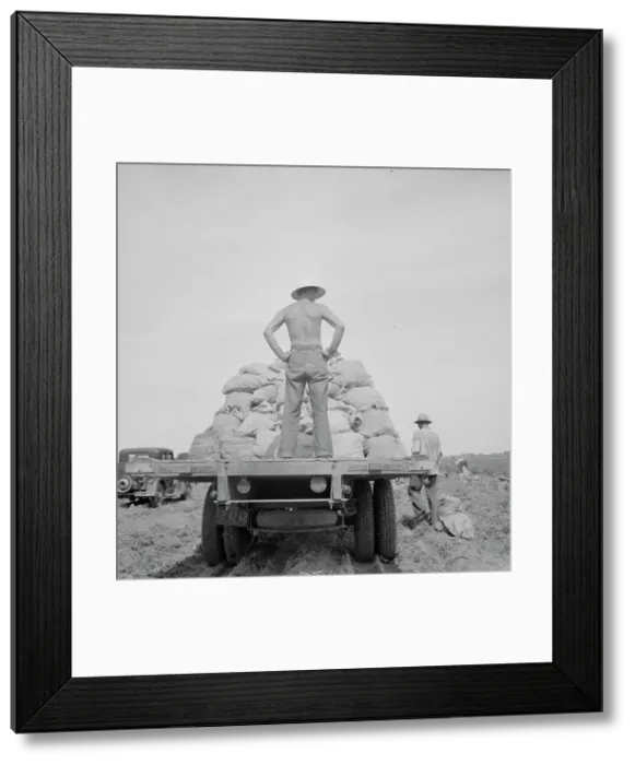 Framed Print : Potato truck in the field near Shafter, California, 1937. Creator: Dorothea Lange Framed Print : Potato truck in the field near Shafter, California, 1937. Creator: Dorothea Lange