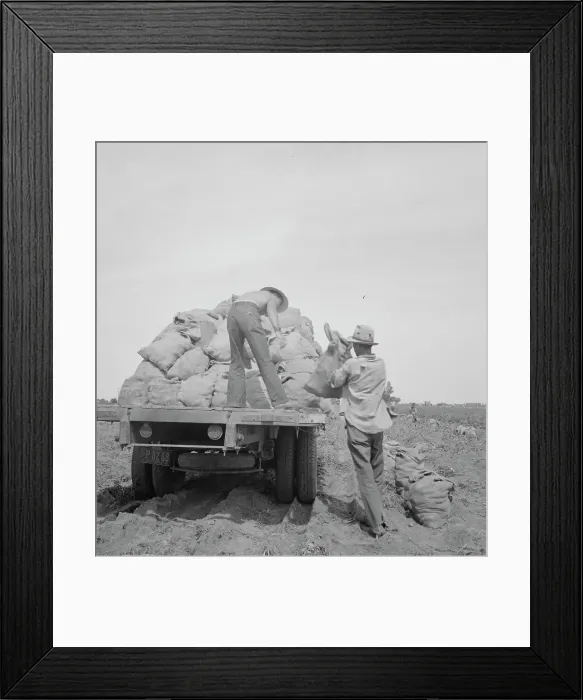 Framed Print : Loading a potato truck as it goes down the rows, Near Shafter, California, 1937. Creator: Dorothea Lange Framed Print : Loading a potato truck as it goes down the rows, Near Shafter, California, 1937. Creator: Dorothea Lange