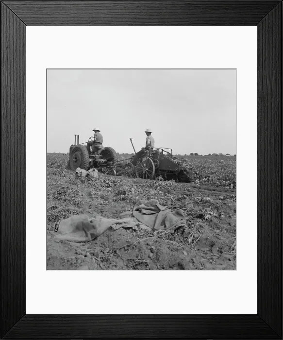 Framed Print : Mechanical potato digger near Shafter, California, 1937. Creator: Dorothea Lange