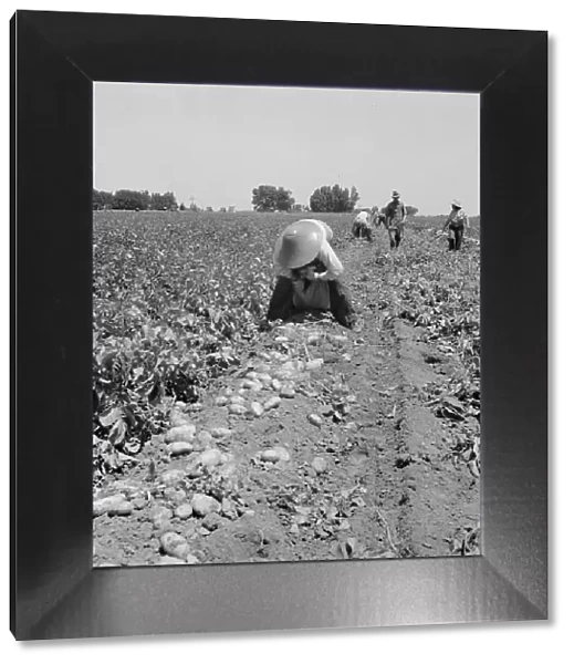 Potato pickers, near Shafter, California, 1937. Creator: Dorothea Lange