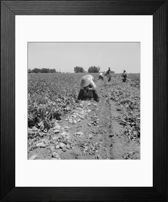 Framed Print : Potato pickers, near Shafter, California, 1937. Creator: Dorothea Lange Framed Print : Potato pickers, near Shafter, California, 1937. Creator: Dorothea Lange