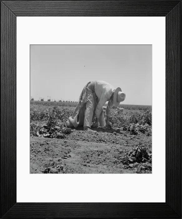 Framed Print : Migrant agricultural worker picking potatoes near Shafter, California, 1937. Creator: Dorothea Lange Framed Print : Migrant agricultural worker picking potatoes near Shafter, California, 1937. Creator: Dorothea Lange
