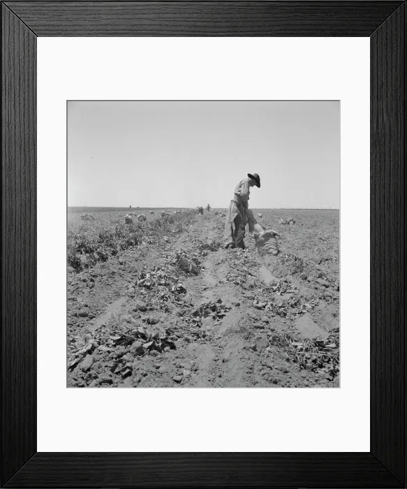 Framed Print : Potato field and pickers near Shafter, California, 1937. Creator: Dorothea Lange Framed Print : Potato field and pickers near Shafter, California, 1937. Creator: Dorothea Lange