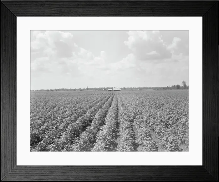Framed Print : Delta plantation landscape south of Wilson, Arkansas, 1938. Creator: Dorothea Lange Framed Print : Delta plantation landscape south of Wilson, Arkansas, 1938. Creator: Dorothea Lange